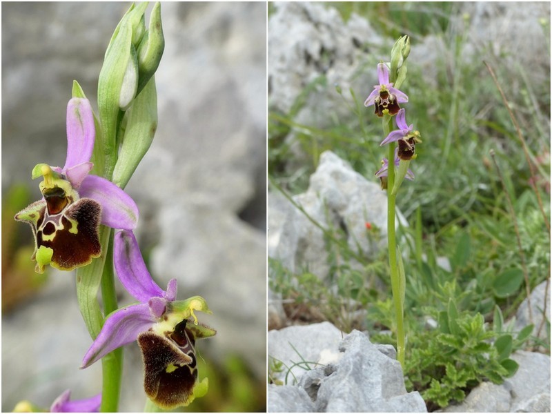 Ophrys crabronifera & Ophrys holosericea sp. � Monti Lucretili  (Roma).